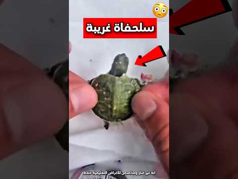 حاول يلعب مع السلاحف بطريقة مميزة ورائعة وبعدها هذا اللي صار Shorts Shortvideo Shortsviral