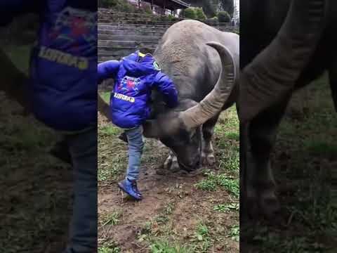 Giant Bull With A Small Child ثور عملاق مع طفل صغير Shorts Fyp Viral Funnyanimalvideos عرب