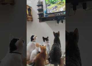  Dekhiye Sab Baiche Kitne Payar Se Dekh Rahe Hai Cat Animallife Cutecat Anmals Cuteanimal