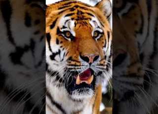  صوت نمر
