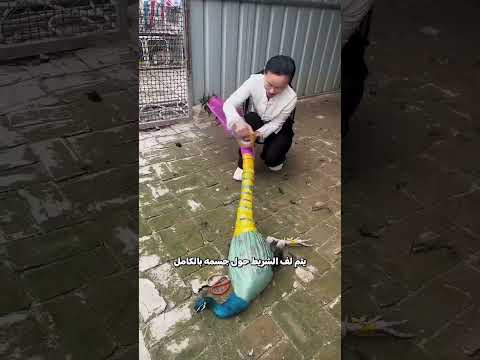 لماذا يتم لف الطاووس بالشريط اللاصق