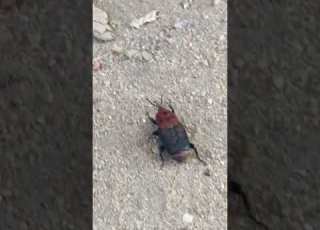 الدعسوقه الحقيقيه