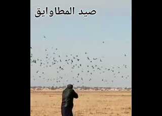  صيد المطاويق 2025 قرية الحصين