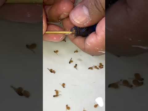 شاهد كيف تولد السمكة سبحان الله