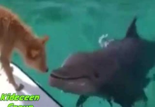 محبة حقيقية حيوانات افضل من البشر