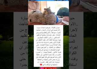 لن اتركك يا امي حيوان الكوالا تعرضوا لحادث سيارة الام اصيبت في الرئة و الوجه و احتاجت