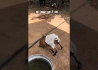 Fainting Goats Funny