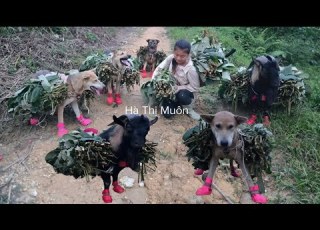  Vietnamese Girl With Dog And Goat Goes Into The Forest To Pick Wild Vegetables To Sell For A Living