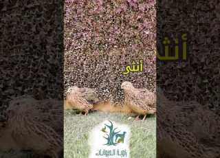 معلومه عن السمان فري Quail دواجن Birds