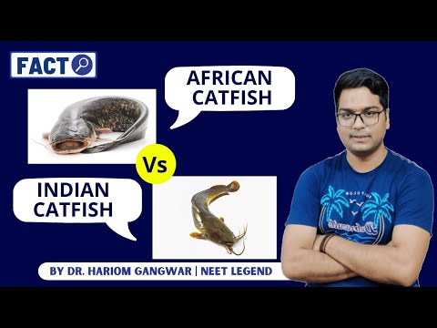 African Catfish Vs Indian Catfish Fact By Dr Hariom Gangwar
