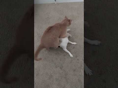 They Are Fighting Watch Till The End Shorts