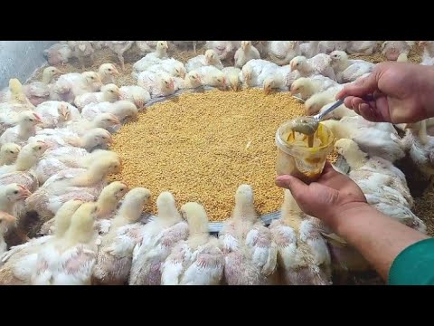 عمر 20يوم الفراخ بداية الخلطة لتحويل ورافع الوزن والتسمين بسرعه الصاروخ معلقة من كل نوع يساوى كنوز