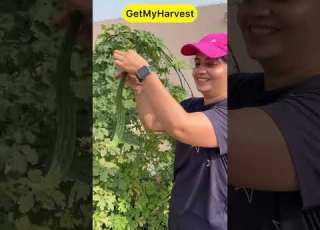 Meri Favorite Sabzi Bumper Vegetable Harvest In May Harvesting