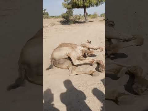 Animallovers Villagelife Villagelife Wildlife Donkeys Foryou Animallovers Villagelife Villagelife Wildlife Donkeys Foryou