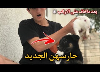 وأخير ا چبت الكلب الي راح يحمي كل حيواناتي