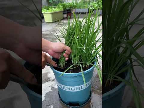 Potted Chives Grown From Roots Balconygrowing Homegrowing Pottedchives Growingtips