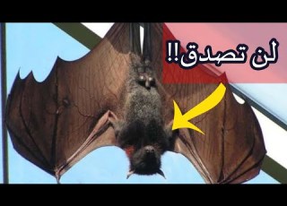  أغرب معلومات عن الخفاش