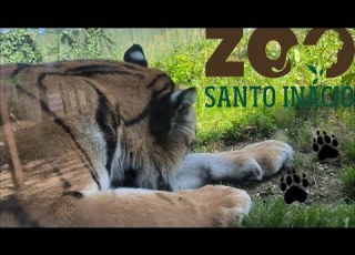 Hope We Can See More Next Time Porto Zoo Vlog