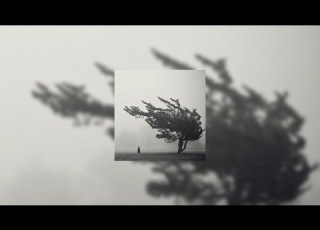 Grouper Poison Tree Super Slowed