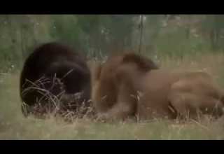 مبارزه شیر نر با خرس گریزلی