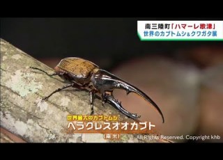 世界のカブトムシやクワガタなどを展示 宮城 南三陸町