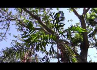  Ptychosperma Salomonense Palm