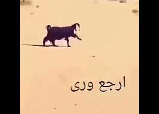 عنز ترجع ورا