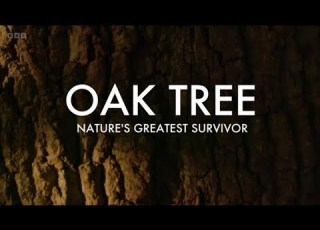  Oak Tree Nature S Greatest Survivor BBC