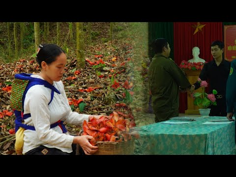 The Poor Single Mother Harvests And Prepares Dishes From Cotton Flowers
