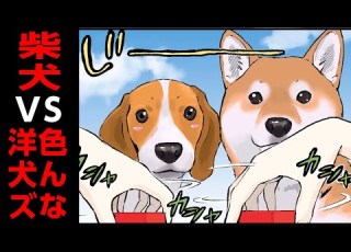 柴犬VSクセが強い洋犬ズ 世界の終わりに柴犬と