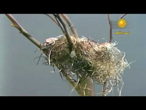 أبوبكر سالم ياطير ياضاوي Abubaker Salem