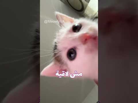 لما أتساب لوحدي في البيت اكسبلور Funny Catvideos Catmeme