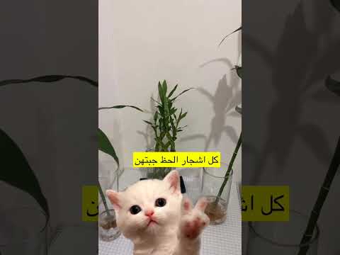 كل اشجار الحظ جبتهن ضحك سنابي بالبايو اكسبلور تيكتوك تيك توك