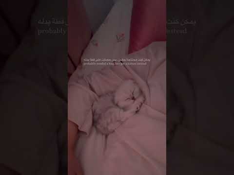 يروح هذا الالم عندما يحضني هذا الـ قط اكسبلوو قطط العراق Explore يروح هذا الالم عندما يحضني هذا الـ قط اكسبلوو قطط العراق Explore