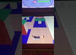 Jake Cat S Favorite Video