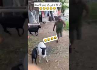 انا خروف اسود م فاضي اضحك معناها مع خروف صطلان تابعني ليصلك كل جديد وشكرا
