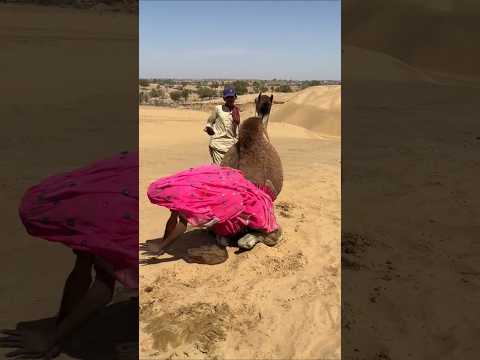 من المذنب الجمل أم الفتاة شاهد لتعرف