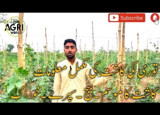 How To Grow Ridged Gourd Turai Farming In Panjab Giya Tori Ke Cast توری کی کاشت