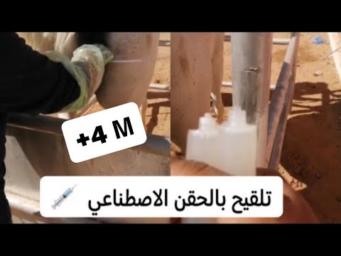 كيفية تلقيح الفرس العربي بالحقن الاصطناعي