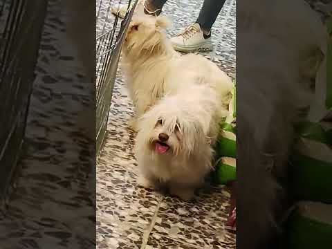 تزاوج كلاب الزينه