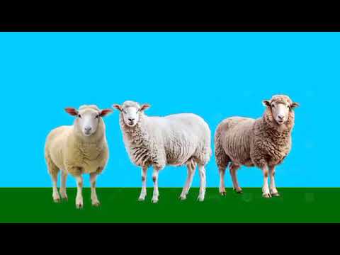 فاصل عيد اضحى مبارك على قناة امبيسي مصر 3 2