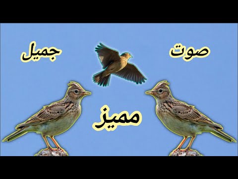 صوت الزرعي للصيد صوت