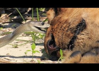 Black Mamba Bites Lion Stock Footage 01