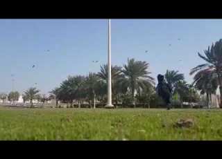 انا مثل طير