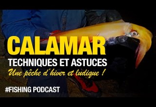 Le Guide Du Pêcheur Pour Pêcher Du CALAMAR En Bord De Mer
