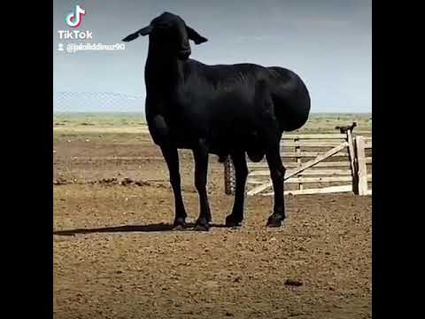 САМЫЙ БОЛЬШОЙ БАРАН В МИРЕ Гигант КОЧКАРИК шортс САМЫЙ БОЛЬШОЙ БАРАН В МИРЕ Гигант КОЧКАРИК шортс