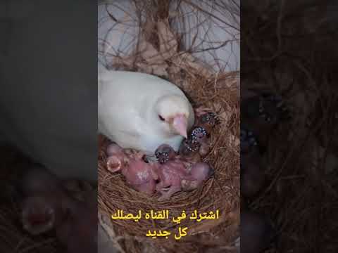 سبحان الله طيور الجاوا إنتاج طائر الجاوا افراخ تزاوج Canary