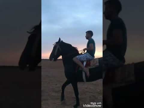 Said El Khribgui Alamtini Mohammed Khatib Hamza