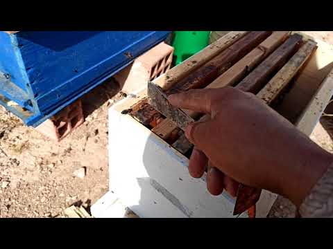 طريقة تقوية خلية نحل جد ضعيفة