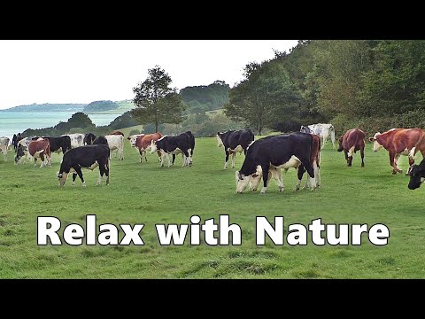 Relax Your Dog TV Videos And TV For Dogs To Watch Cows At The Coast Relax With Nature